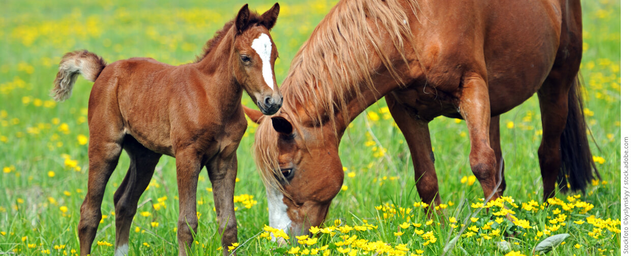 medvet startseite pferde 1240x504 copyright