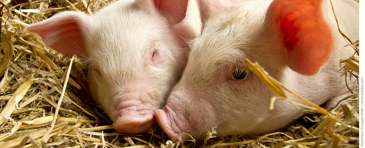 medvet startseite schweine 1240x504 copyright